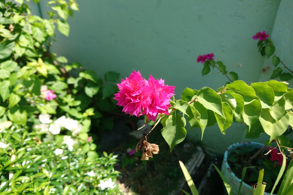 a pink flower is blooming in a garden