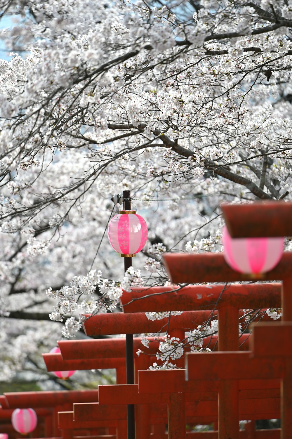 un mucchio di panchine rosse sedute sotto un albero