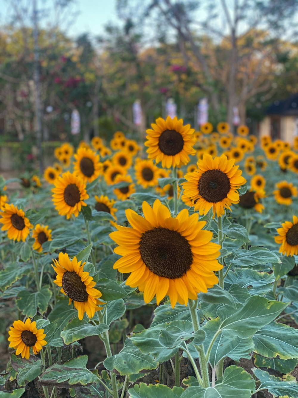 a large field of sunflowers in a rural area