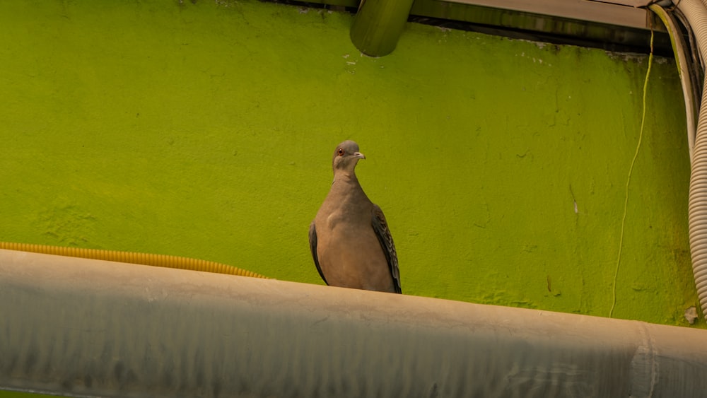 a bird is standing on a pipe in front of a green wall