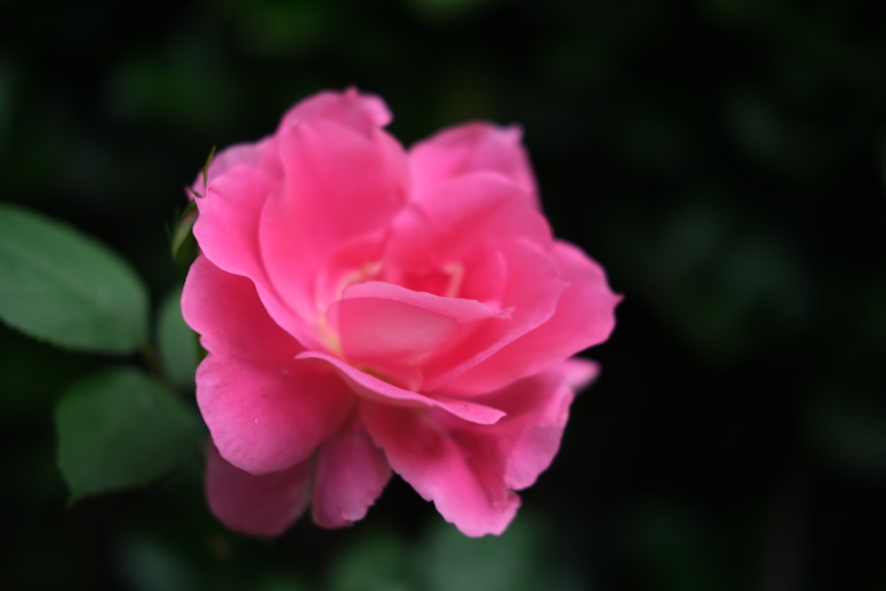 a pink flower with green leaves in the background