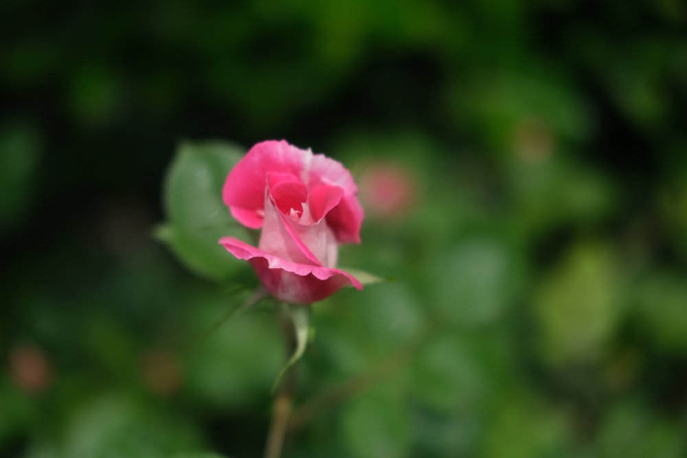 a pink rose with a green background