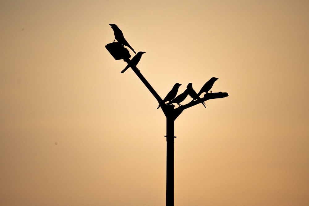 a couple of birds sitting on top of a street light