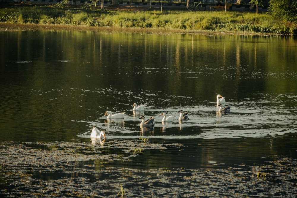 a flock of swans swimming on top of a lake
