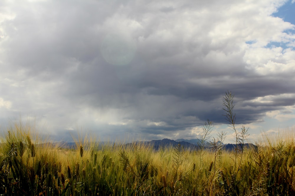 a field of tall grass under a cloudy sky