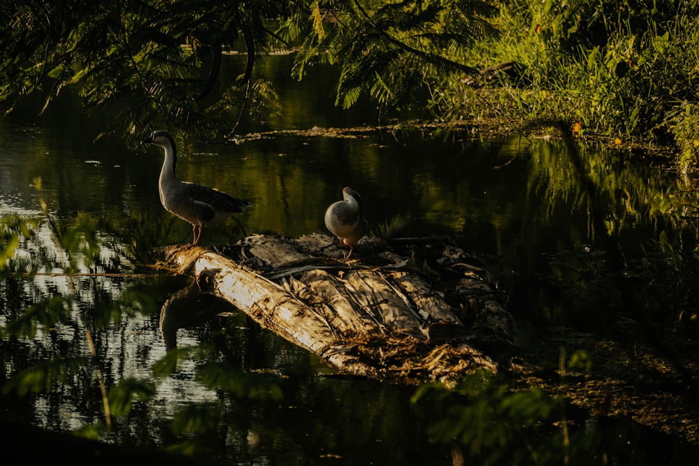 a couple of birds sitting on top of a log in the water