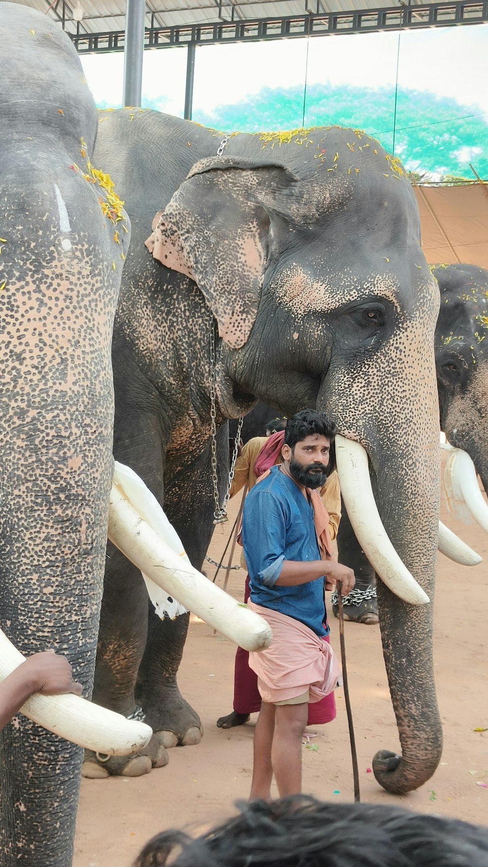 a man standing next to two large elephants