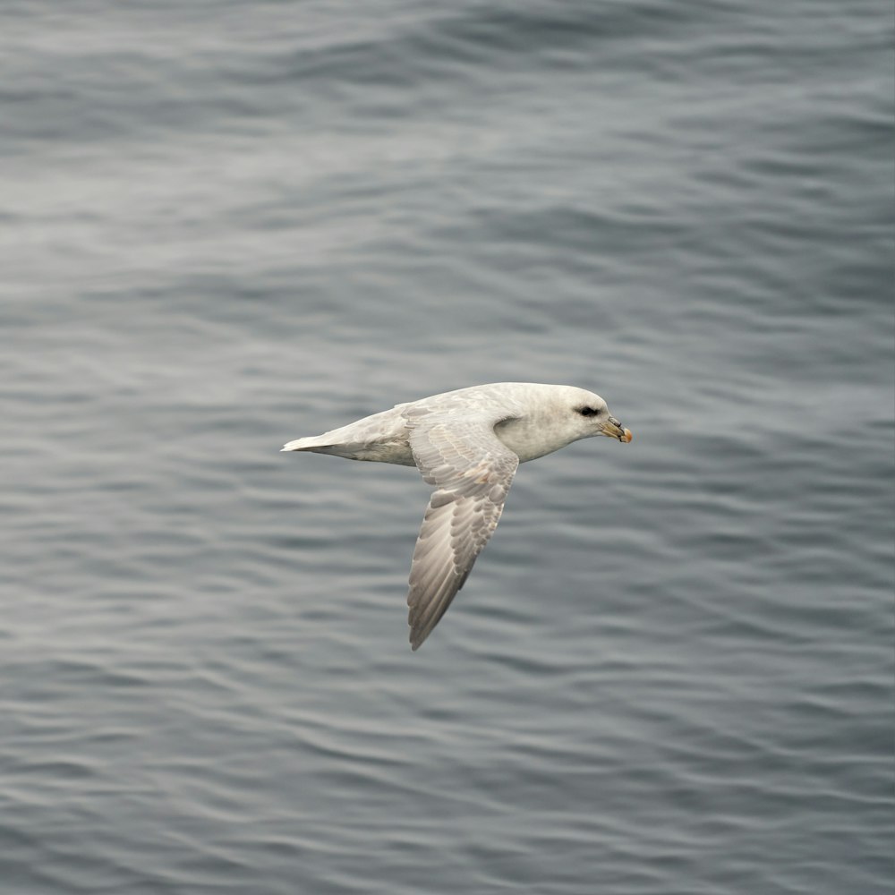 a white bird flying over a body of water