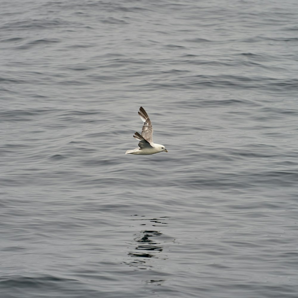 a seagull flying over a body of water