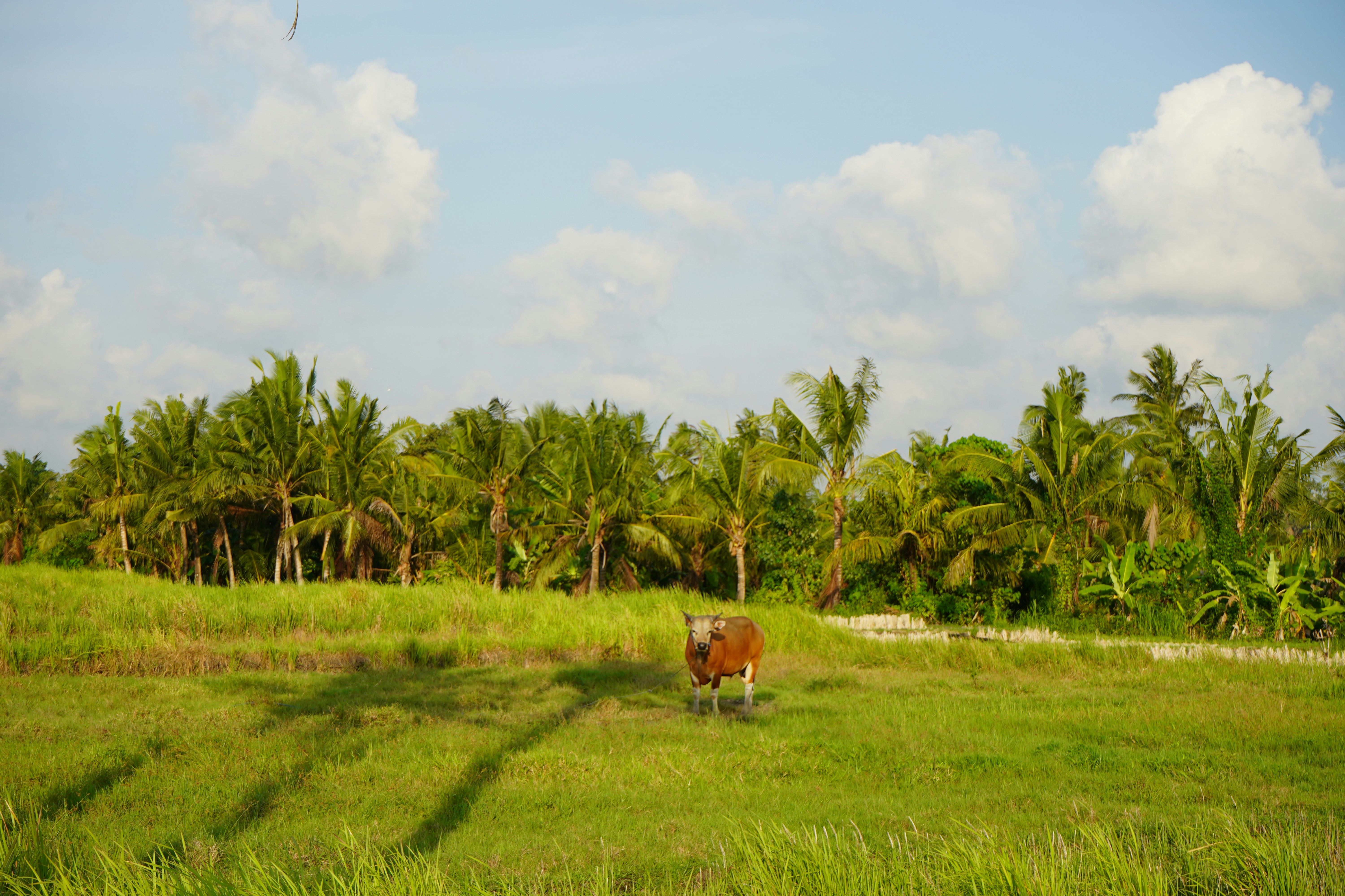 a brown cow standing in a lush green field