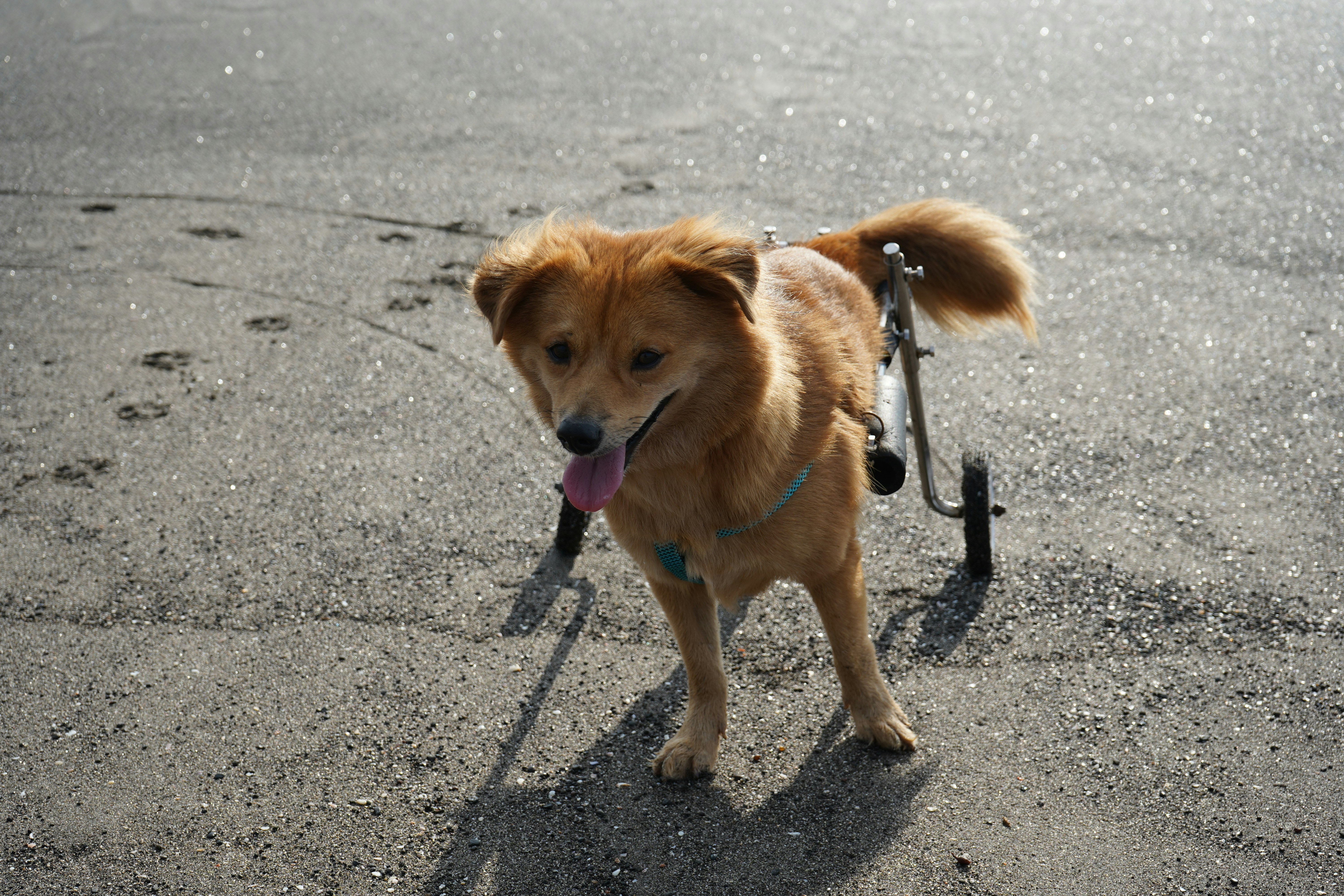 Dog using a wheelchair on a sunny day in the park