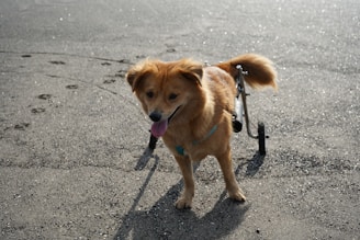 a small brown dog with a leash on a leash