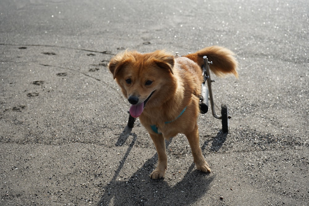 a small brown dog with a leash on a leash