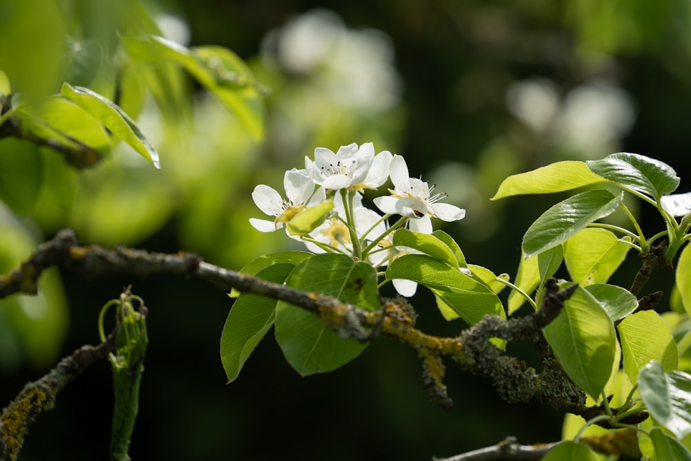 a branch of a tree with white flowers