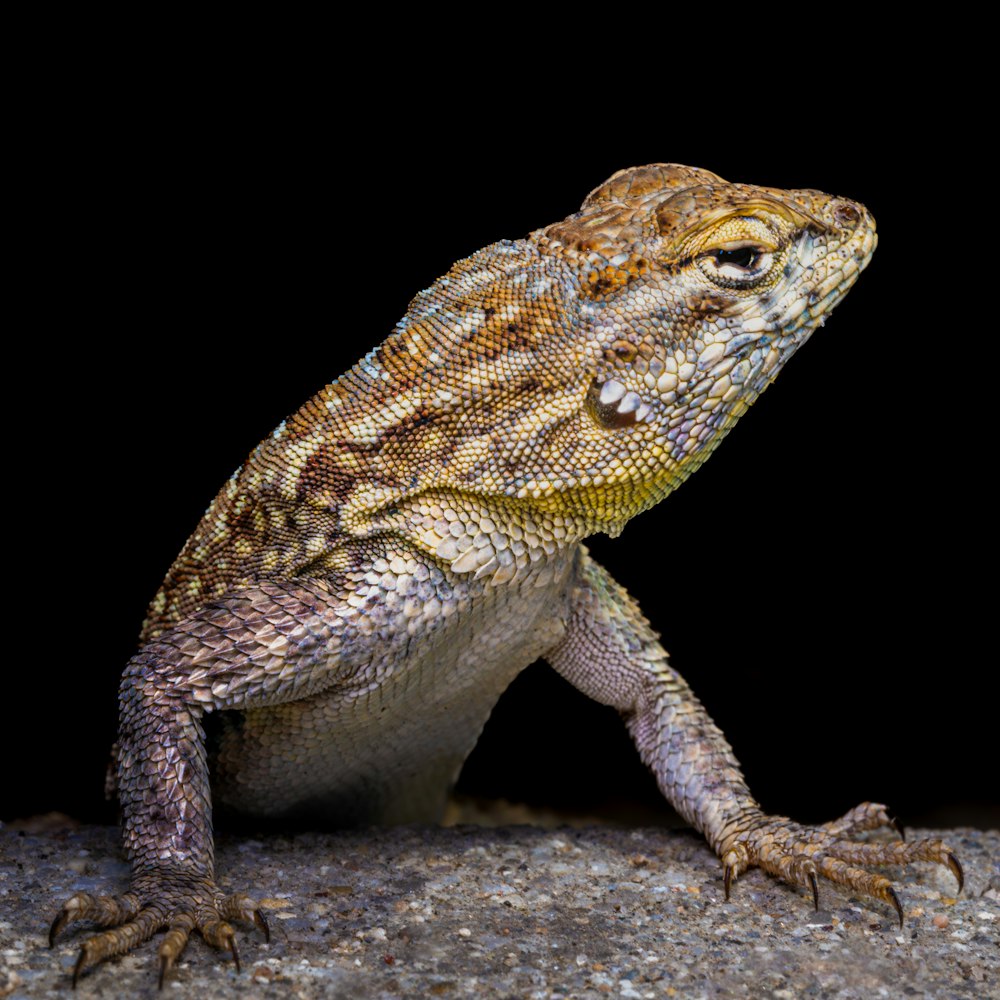 a close up of a lizard on a rock