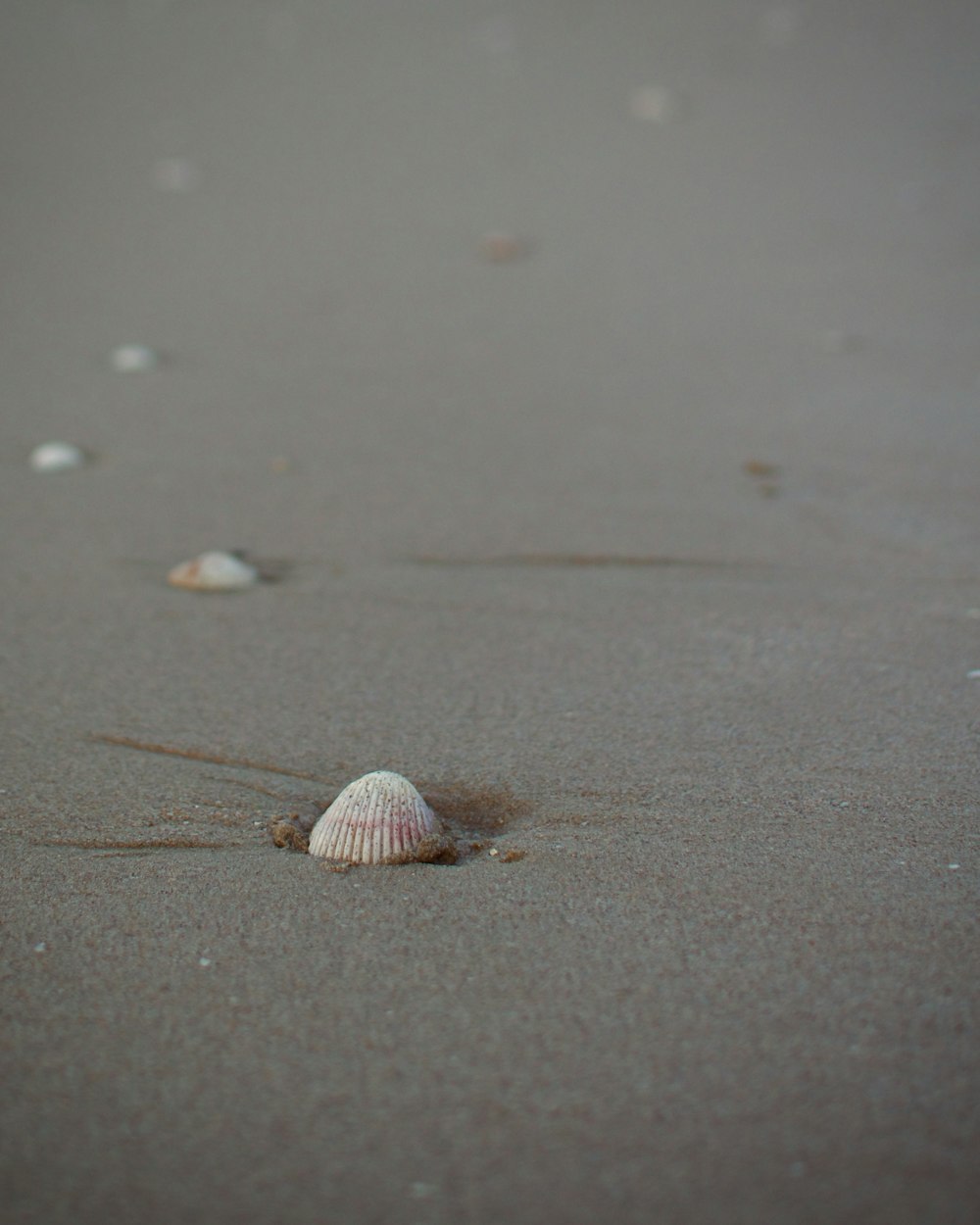 a shell on the sand of a beach