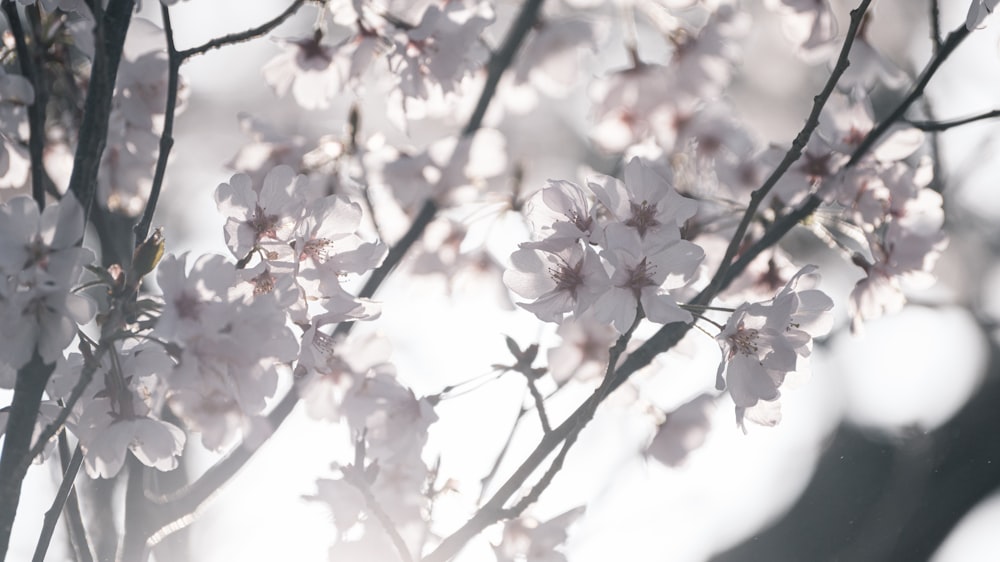 a close up of a tree with white flowers