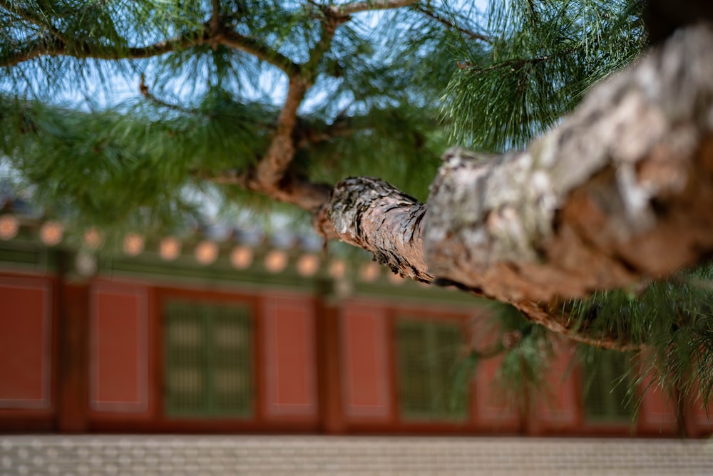 a branch of a pine tree in front of a building