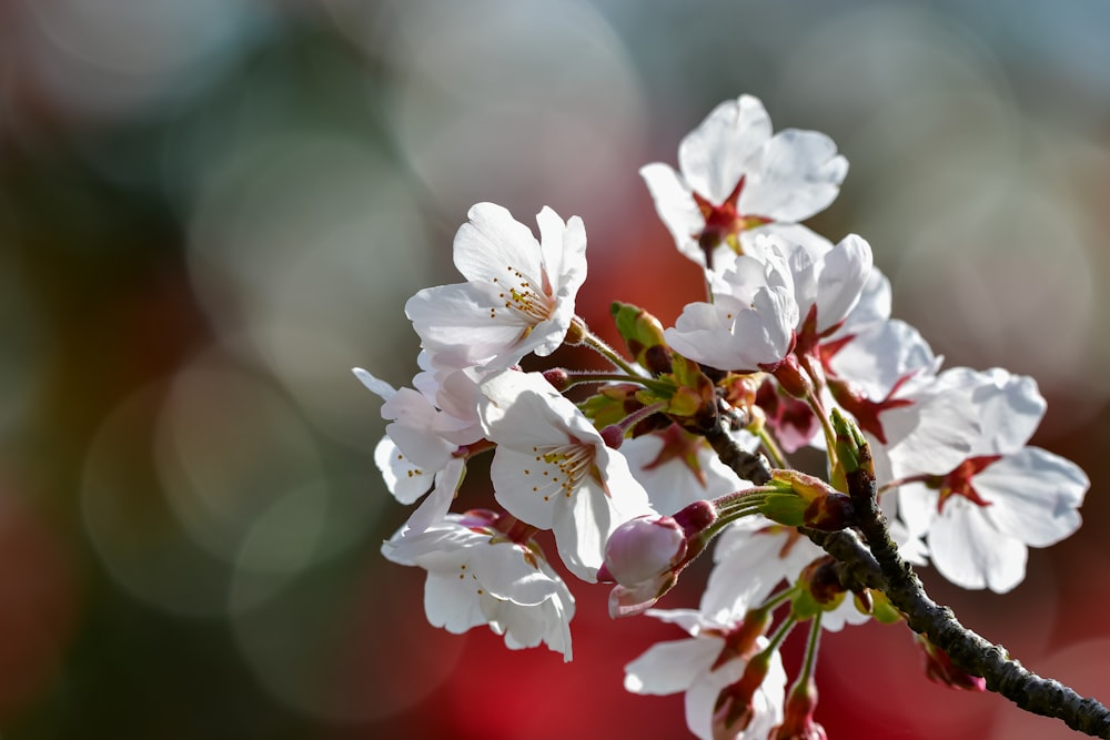 a close up of a branch with white flowers