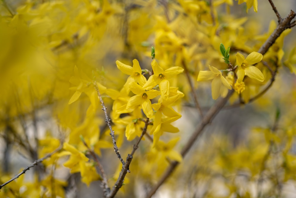 a close up of a tree with yellow flowers