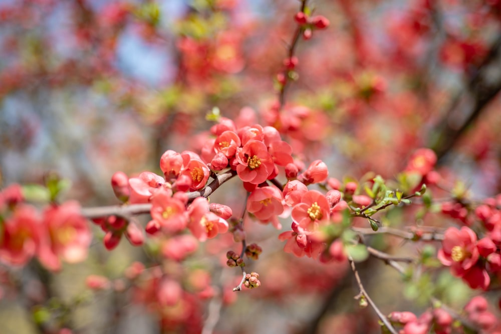 a close up of a tree with red flowers