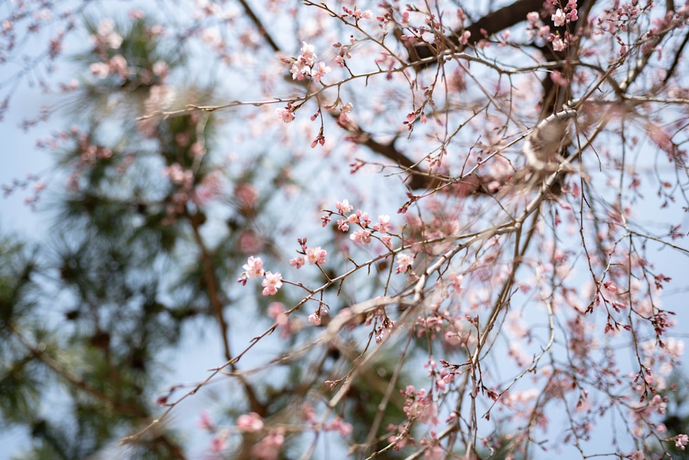 a bird sitting on a branch of a tree