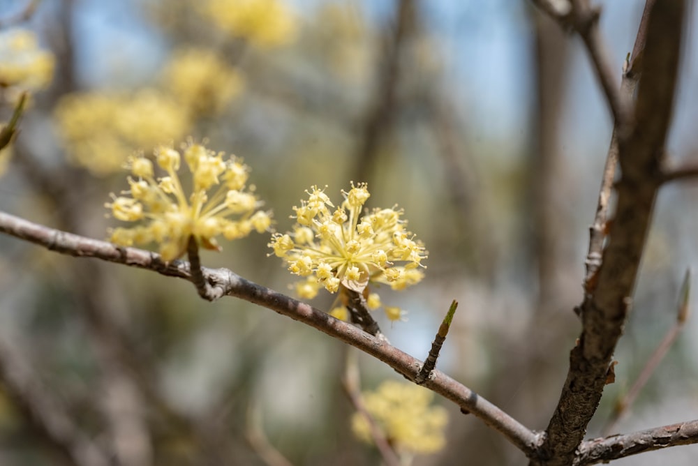 a close up of a tree with yellow flowers