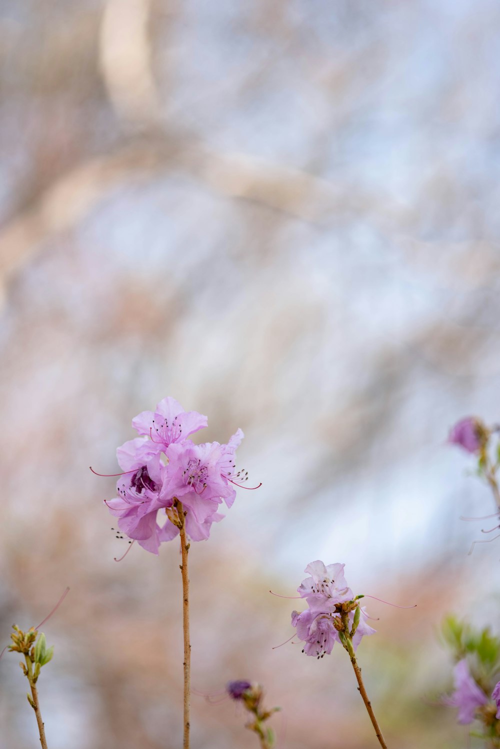 a close up of a bunch of flowers with a blurry background