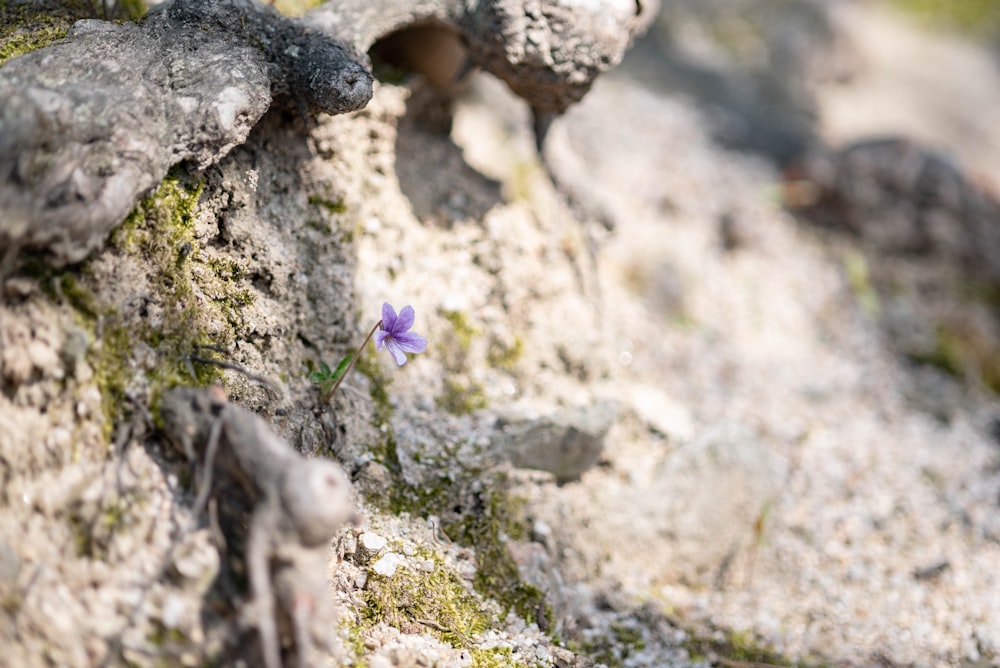 a small purple flower growing out of a crack in a rock