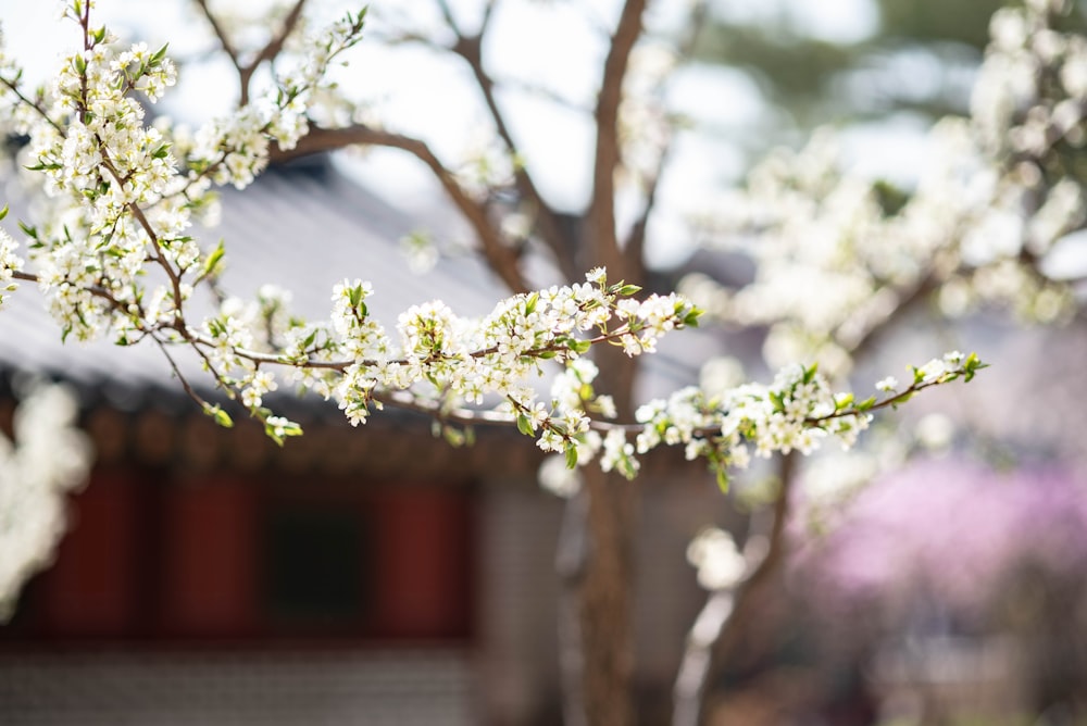 a tree with white flowers in front of a building