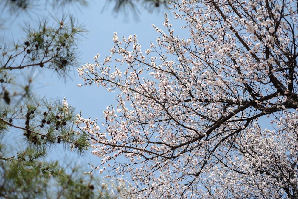 the branches of a tree with white flowers against a blue sky