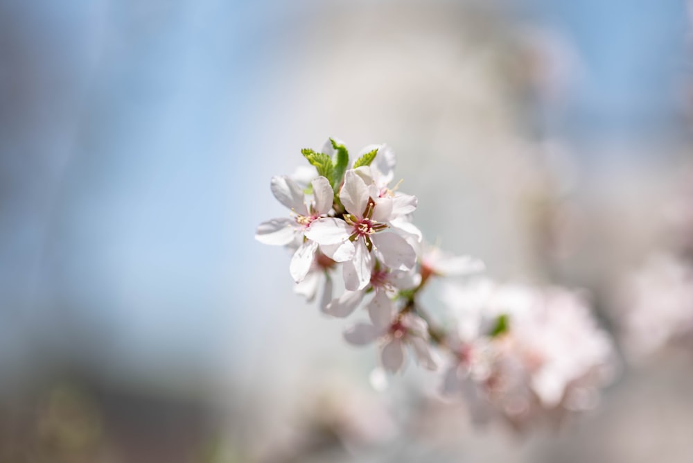 a close up of a flower on a tree branch