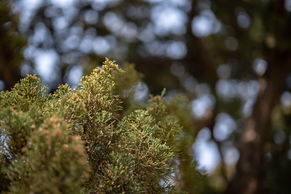 a close up of a tree with lots of leaves