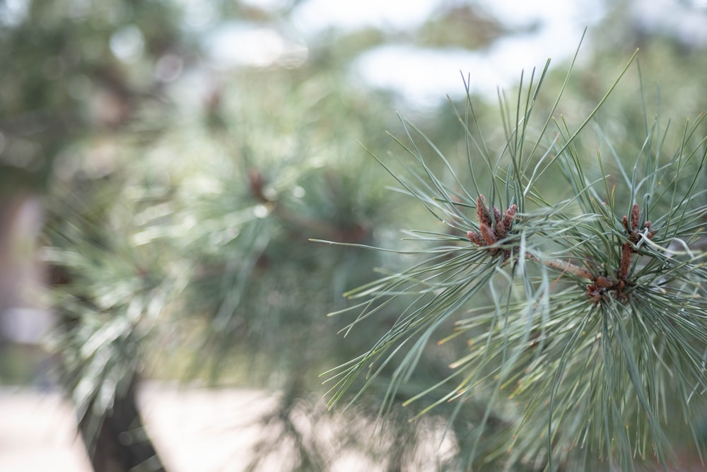 a close up of a pine tree branch