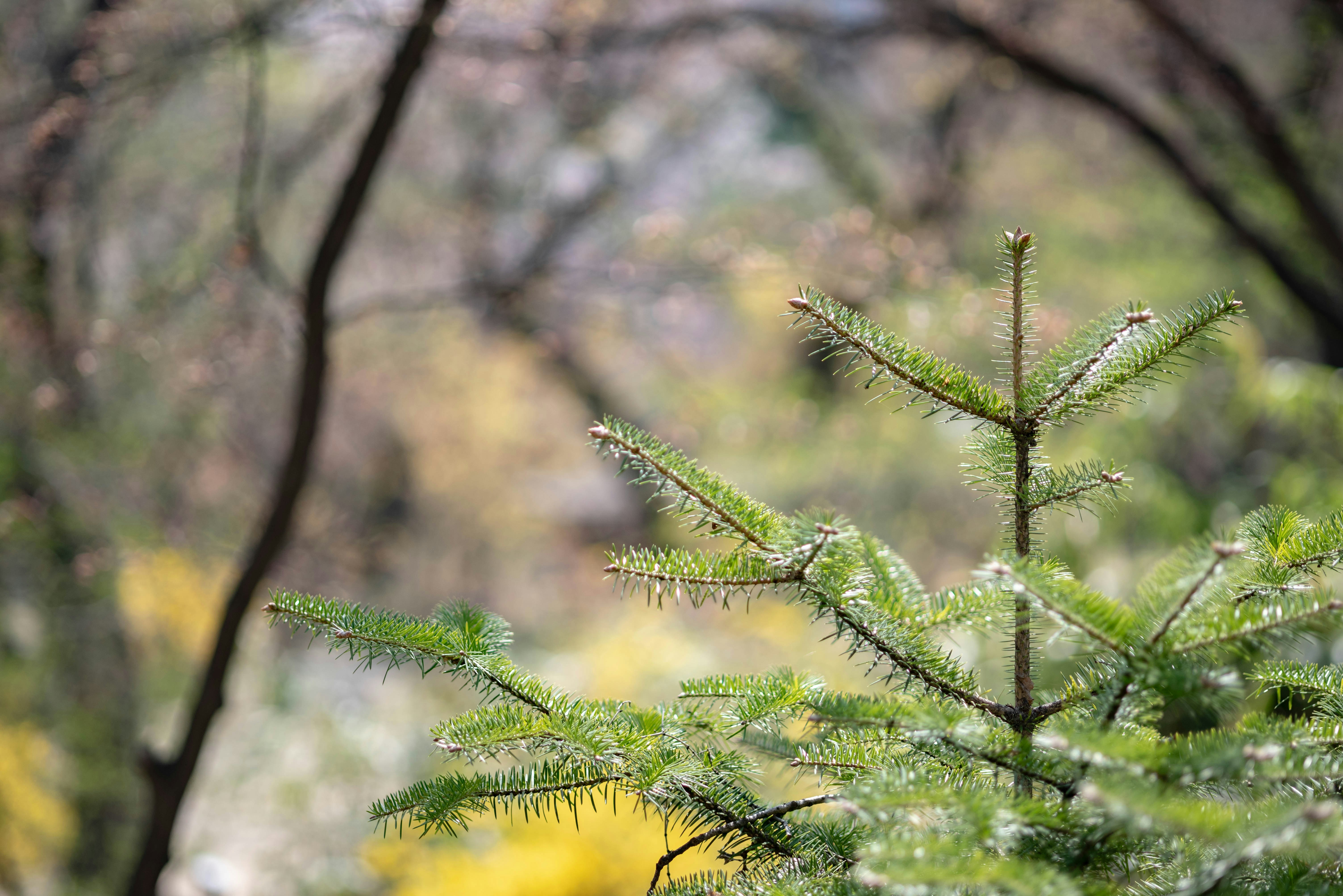 Photo by rays_pickpic