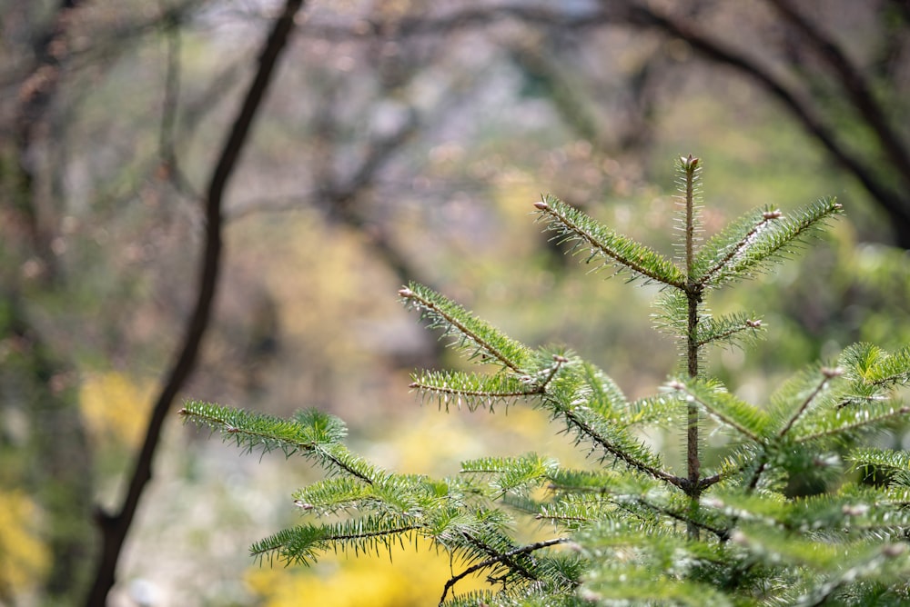 a close up of a pine tree with a blurry background