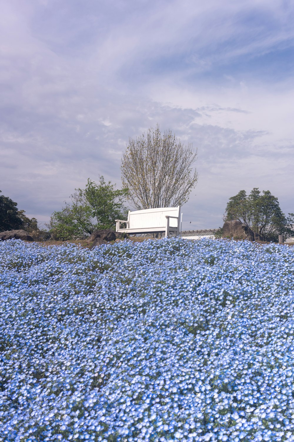 a field of blue flowers with a bench in the middle