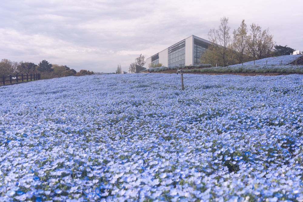 a field of blue flowers with a building in the background