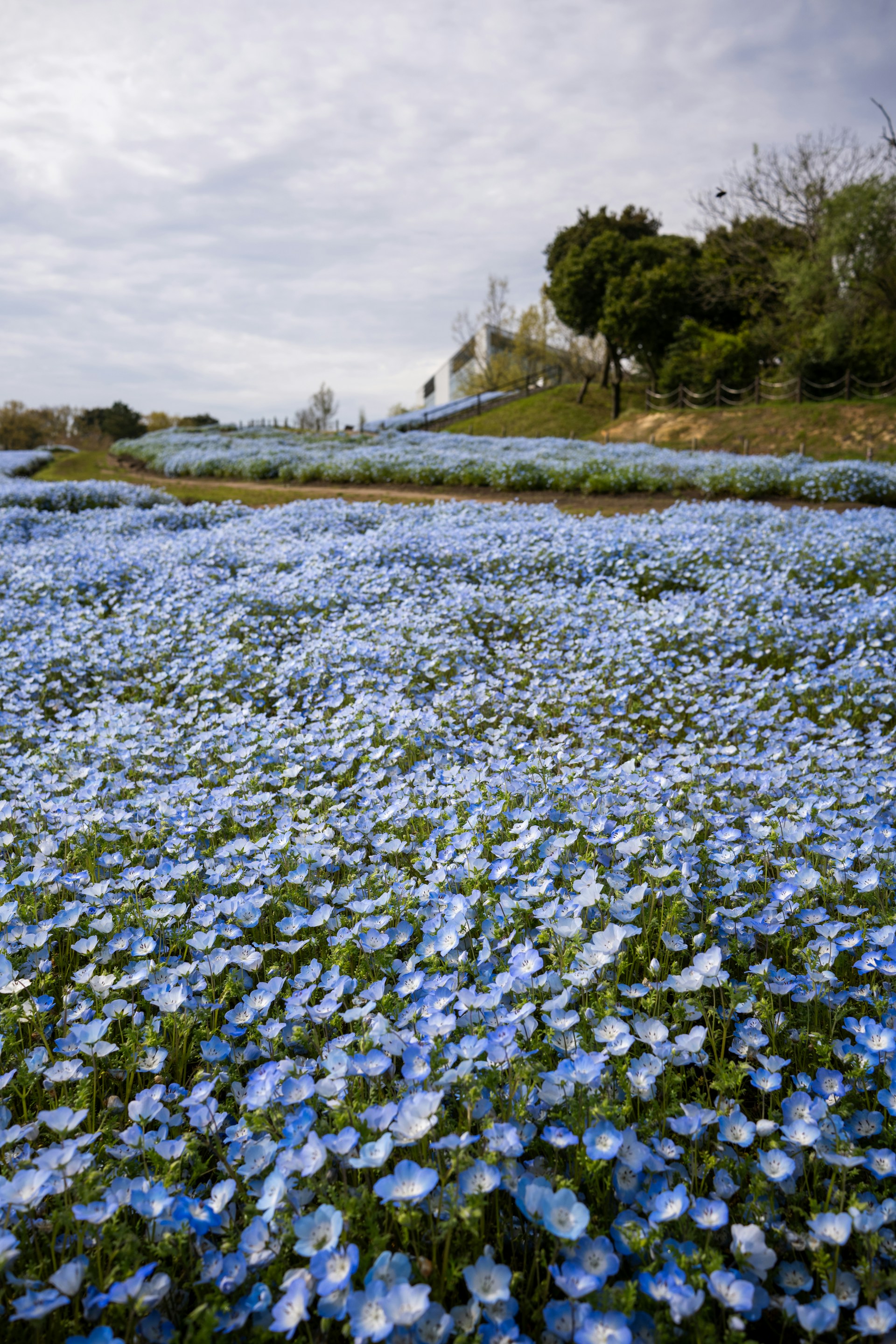 a field full of blue flowers under a cloudy sky