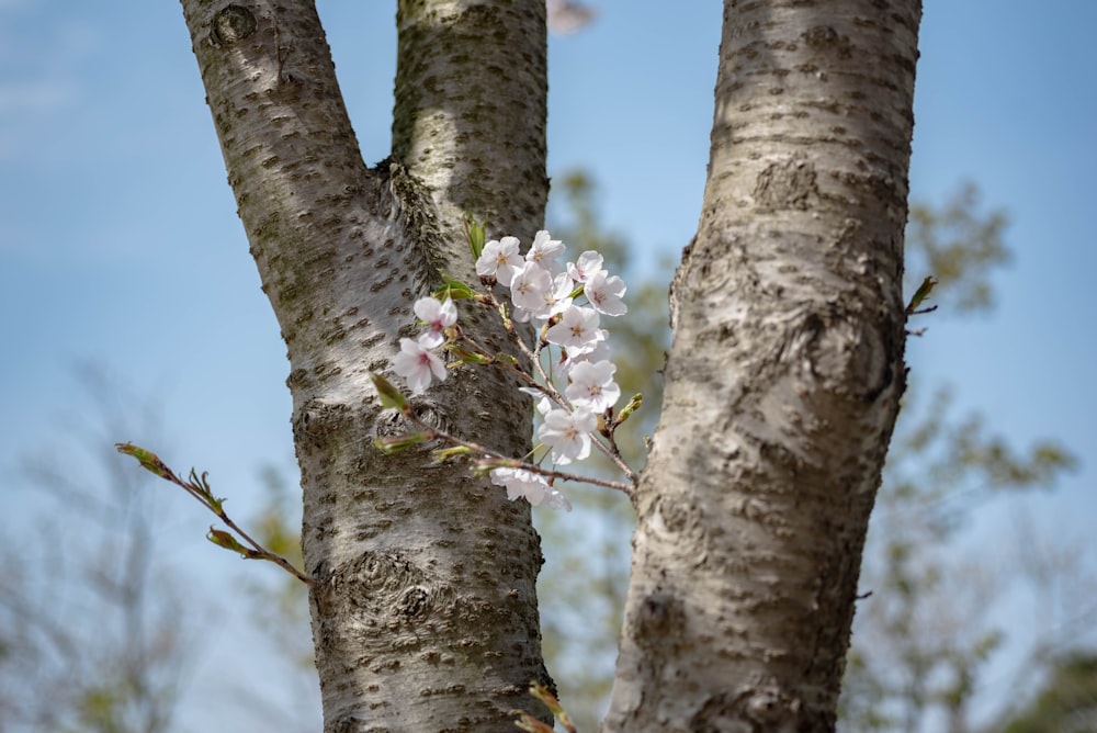 a close up of a tree with white flowers