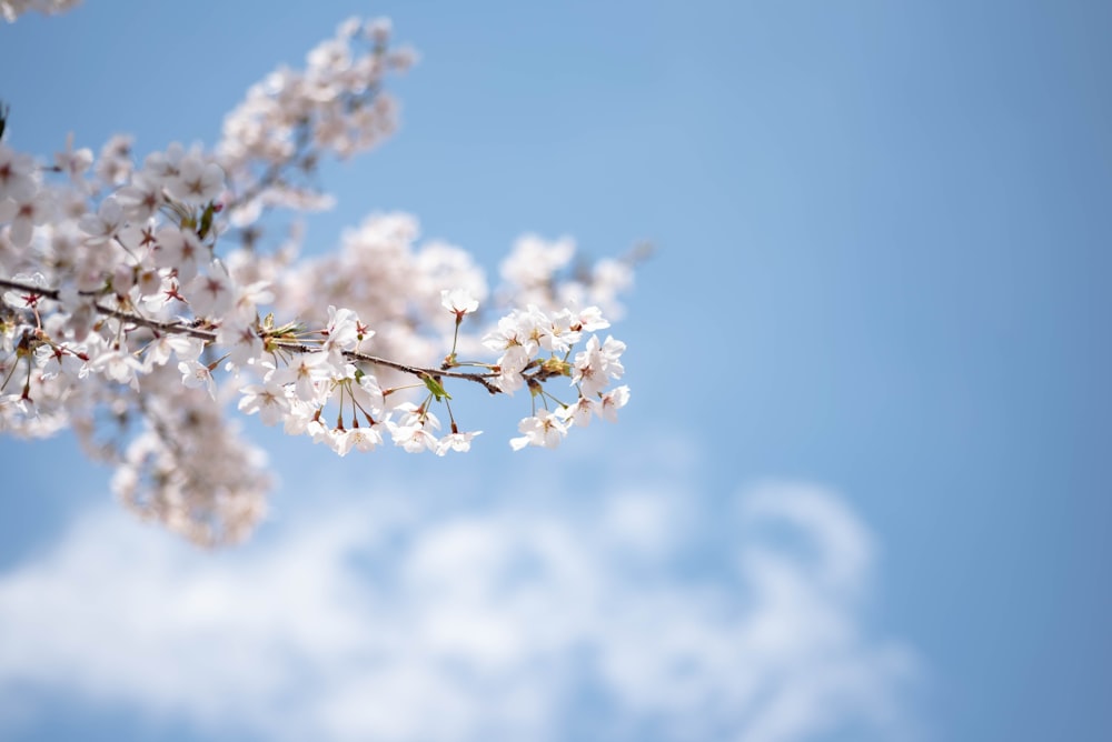 a branch of a tree with white flowers