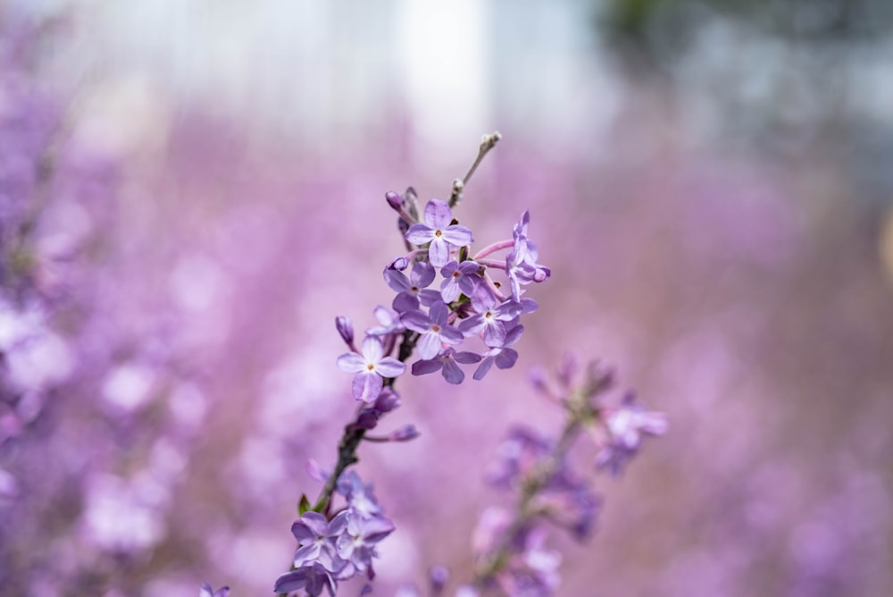Un primer plano de flores púrpuras en un campo
