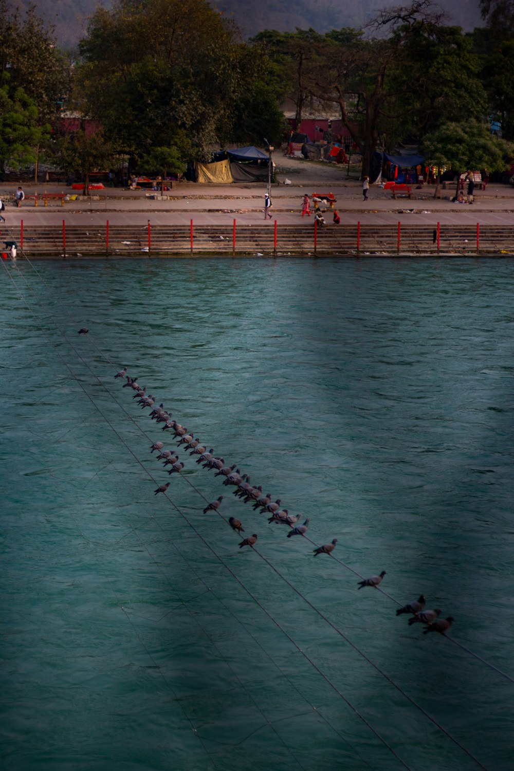 a flock of birds sitting on top of a power line