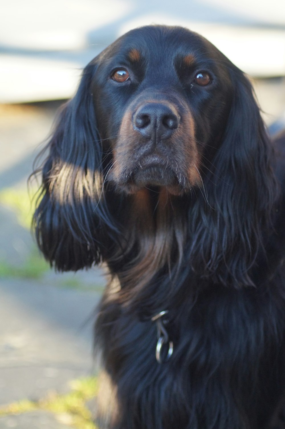 a close up of a dog looking at the camera