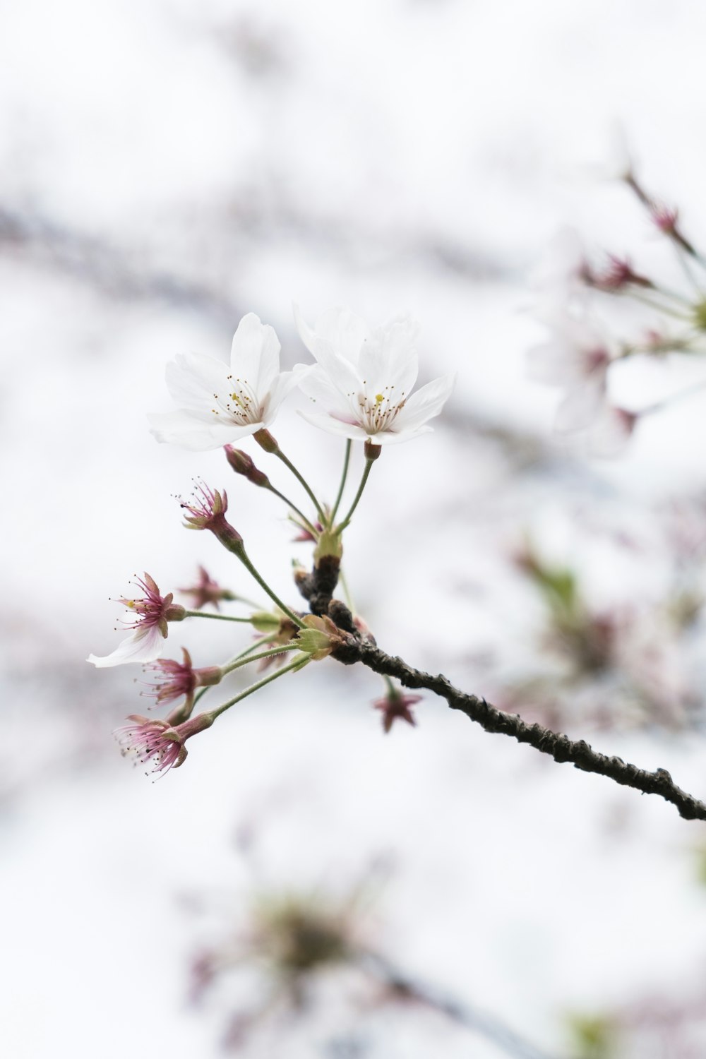 a close up of a flower on a tree branch