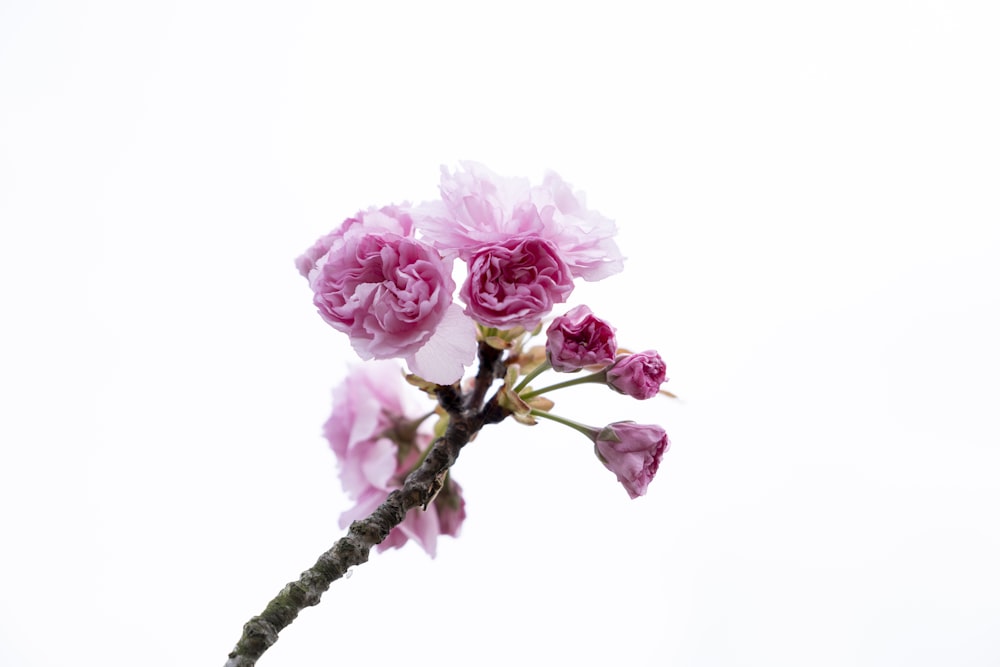 a branch with pink flowers on a white background