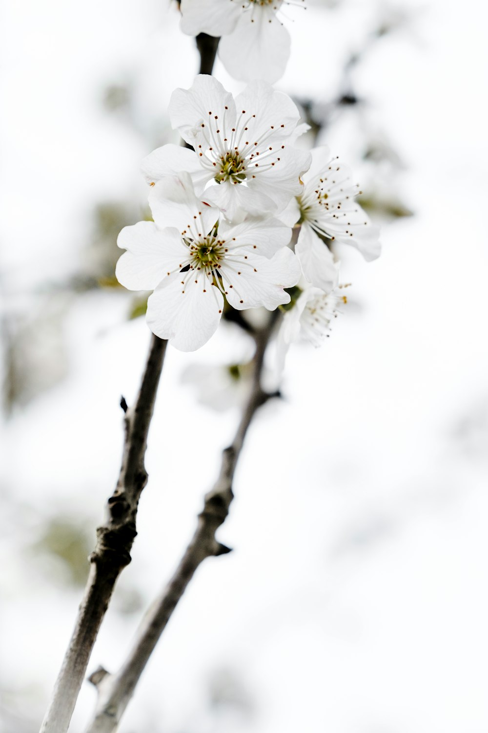 흰 꽃이 피는 나무의 클로즈업