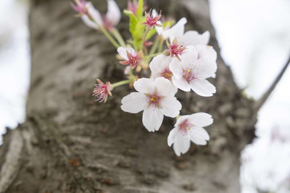 a branch of a tree with white flowers