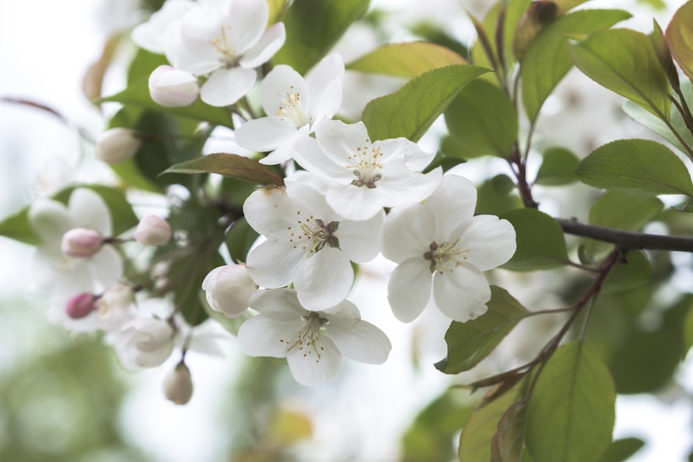 a branch with white flowers and green leaves