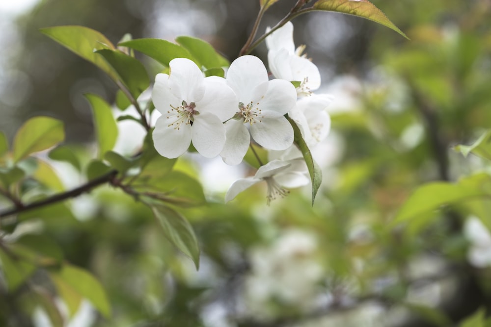 a close up of a flower on a tree